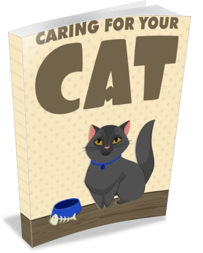 Caring For Your Cat