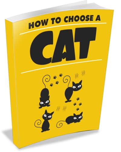 How to Choose A Cat