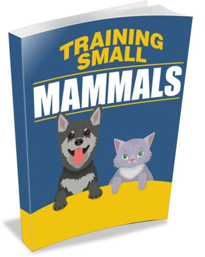 Training Small Mammals