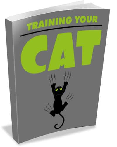 Training Your Cat