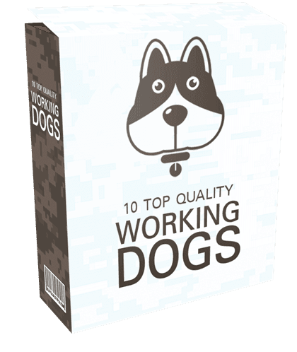 10 Top Quality Working Dogs PLR Articles